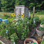 A picture of Allotment Preparation in full growth and a small shed