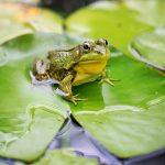 Pond management encourages wildlife just like this frog sitting on a lily pad.