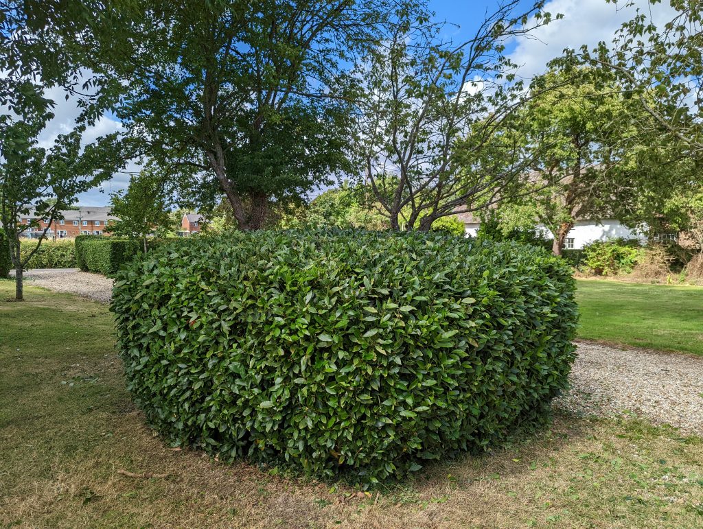 photo of a bay hedge after being cut professionally as part of our hedge cutting service