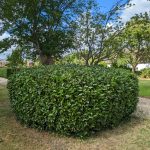 photo of a bay hedge after being cut professionally as part of our hedge cutting service